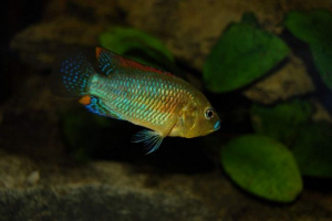 Halochromis multicolor - aquarium fish, родом от африка Halochromis multicolor - aquarium fish, родом от африка